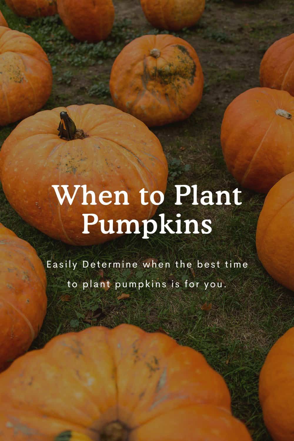 When To Plant Pumpkins In Time For Halloween