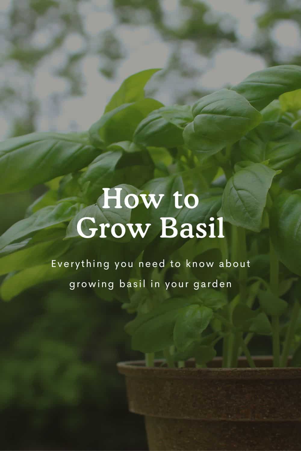 How to Grow Basil – Planting and Care Tips